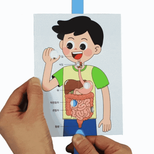 소화 기관의 구조와 기능 알아보기(4인 세트)