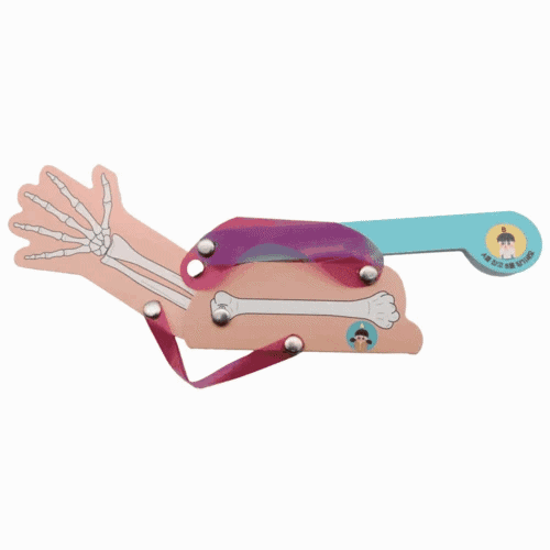 뼈와 근육 모형 만들기(종이)(2인 세트)