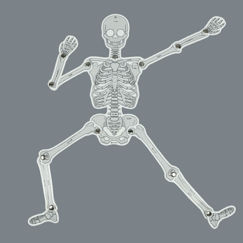 인체 골격 모형과 함께 몸을 움직여 볼까?(2인 세트)