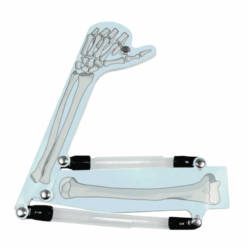 몸이 움직이는 원리 알아보기(2인 세트)